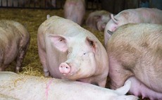 Brexit delays hit pork exporters