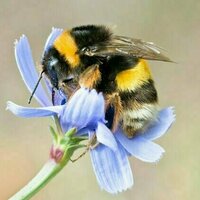 Bees, fish and plants show how climate change's accelerating pace is disrupting nature in 2 key ways