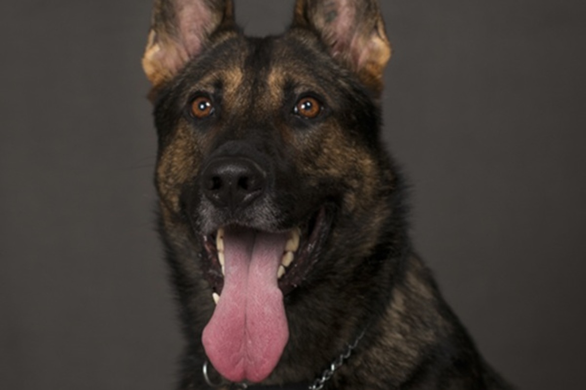 Hillsborough County Sheriff's Office Mourns Loss of Canine Brooks