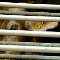 Coal power plants were paid to close. Is it time to do the same for slaughterhouses?