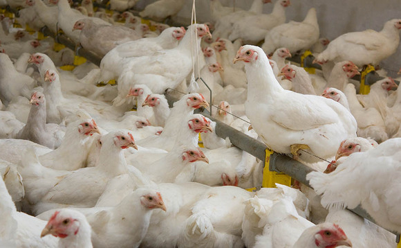 Avian Flu identified at Cheshire broiler breeder