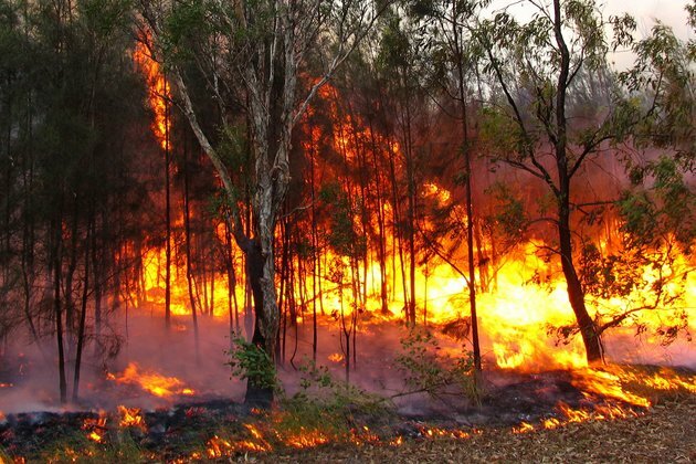 Curious Kids: how do bushfires start?