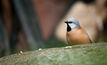  The black throated finch.