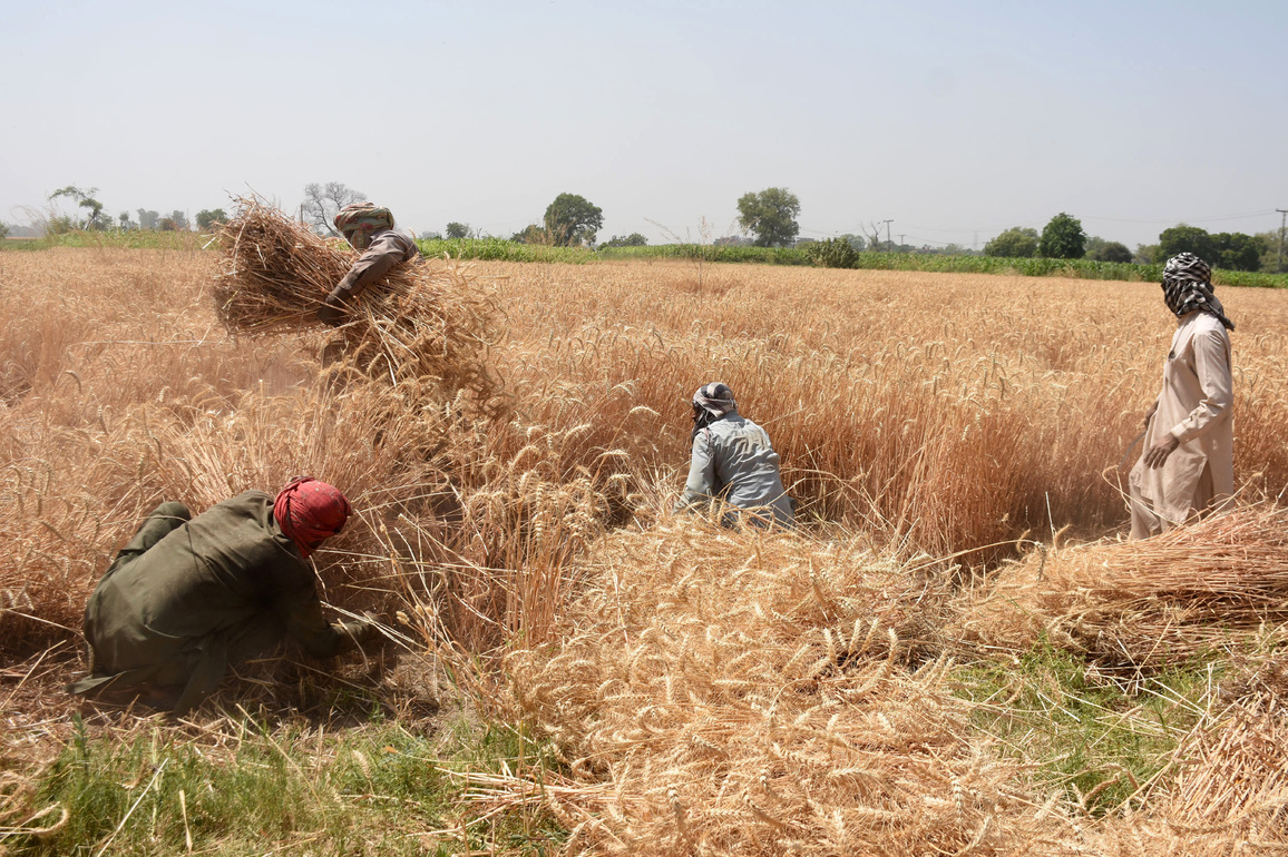 PAKISTAN-LAHORE-WHEAT-HARVEST