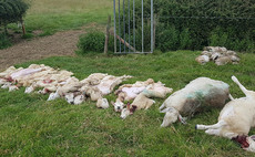Farmer 'heartbroken and furious' after 16 lambs killed in dog attack