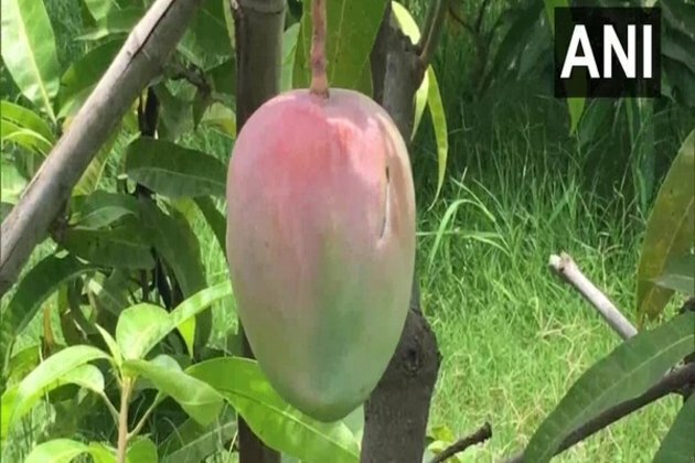MP couple deploy guards, watchdogs to protect mango trees