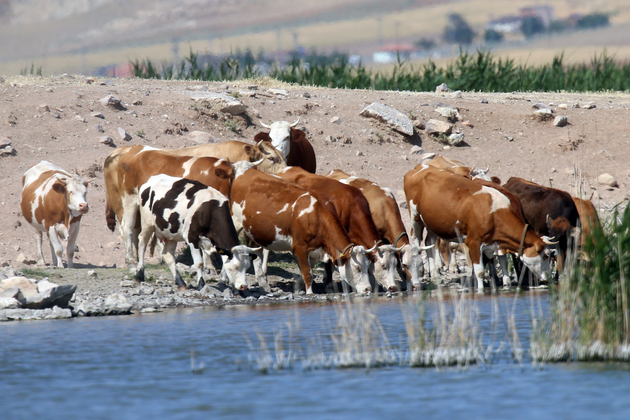 TRKIYE-ANKARA-CATTLE-FOOT-AND-MOUTH DISEASE