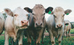 Greater transparency needed in beef industry: ACCC