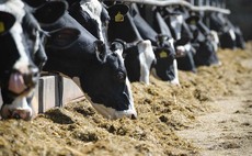 How to meet the dairy cow's trace mineral needs pre-calving