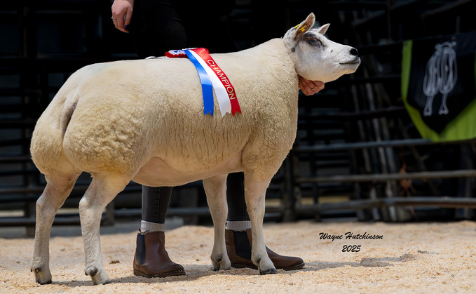 Ainstable Kind, 4,200gns