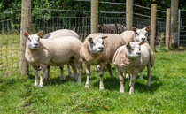 Man sentenced after illegally slaughtering stolen sheep in a garage 