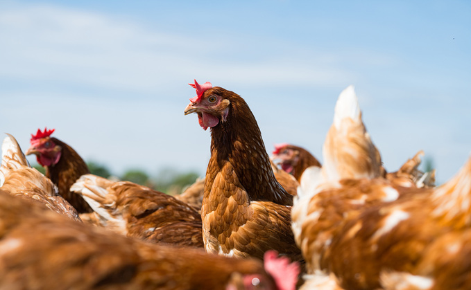 Poultry producers should review and strengthen flock defences now ahead of the winter AI season. Poultry producers should review and strengthen flock defences now ahead of the winter AI season.