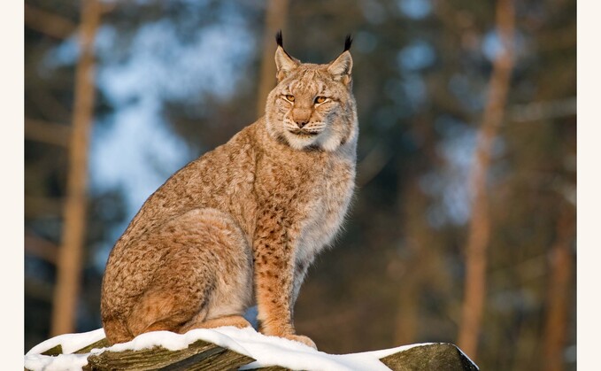 According to the Missing Lynx Project, research shows that a release of 20 lynx over several years into the Kielder forest area could, over time, create a healthy population of about 50 animals covering north-west Northumberland, the edge of Cumbria and the bordering areas of southern Scotland. According to the Missing Lynx Project, research shows that a release of 20 lynx over several years into the Kielder forest area could, over time, create a healthy population of about 50 animals covering north-west Northumberland, the edge of Cumbria and the bordering areas of southern Scotland.