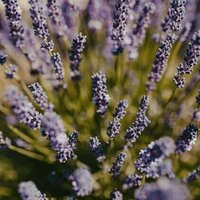 Beyond lavender marriages: What queer unions and relationships can teach us about love and safety
