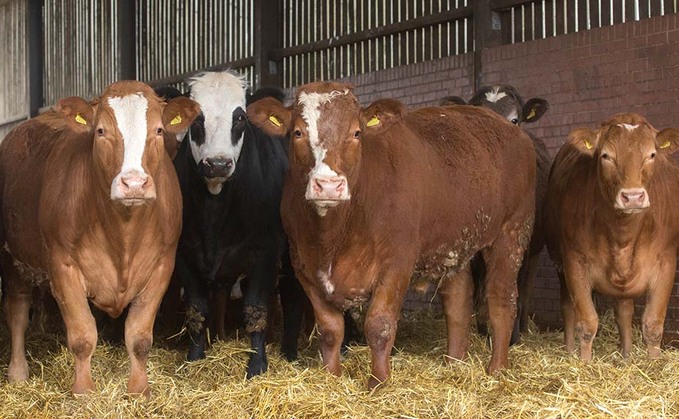 BSE case found on Somerset farm poses 'no risk to food safety'