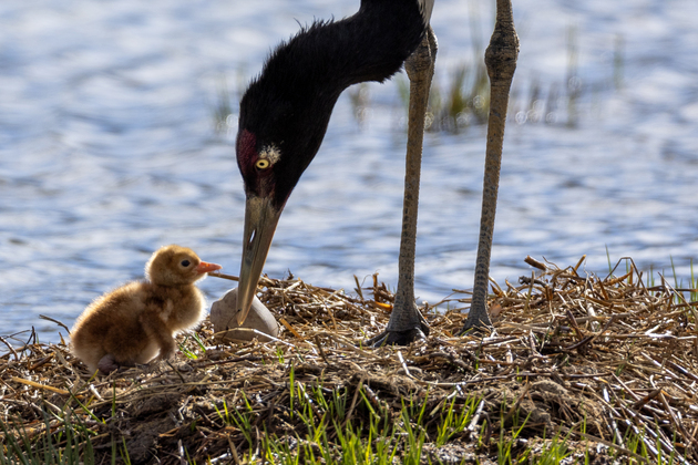 LensToLens | Wetlands guard bird species from plateau to urban landscape