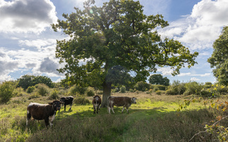 Triodos Bank UK provides loan for £15m Somerset rewilding project