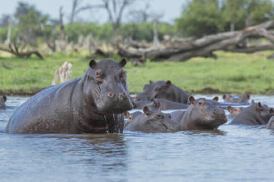 Russia leads international rescue effort for Escobar's 'cocaine hippos'