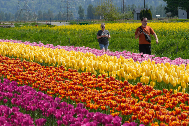 CANADA-ABBOTSFORD-TULIPS
