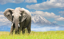  Nova Minerals is looking for elephants in Alaska, USA