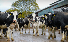 AIC 'aware' of suspected botulism cases which reports claim have left 'hundreds of cows' dead