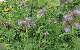 How to choose a cover crop mix to fit your farming system