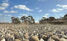 The reproductive performance of shedding sheep is the focus of a five-year project.