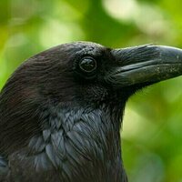 What's it like being a raven or a crow?