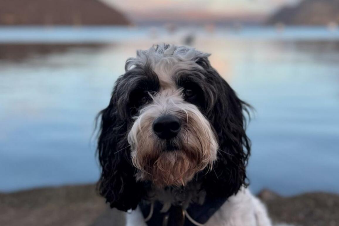 Is Skye really a dog-friendly destination&quest; We went to find out - The Herald