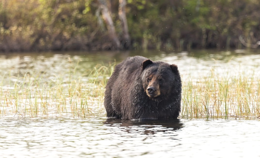 Exploration contractor killed by Saskatchewan black bear