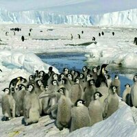 As Antarctic sea ice shrinks, iconic emperor penguins are in more peril than we thought