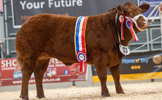 Bella triumphs for second time at Agri Expo