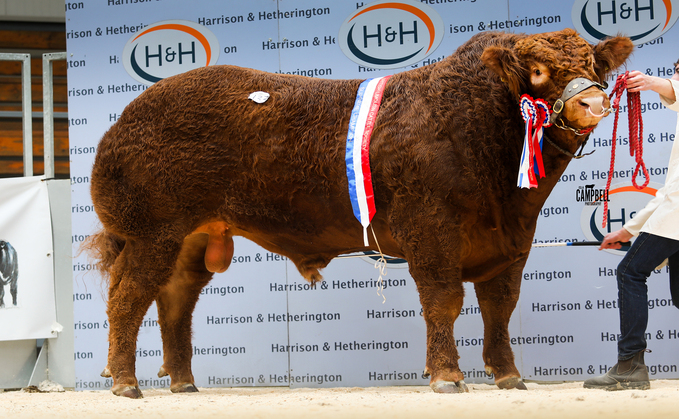 Goldies Victory, intermediate and supreme champion sold for 70,000gns Goldies Victory, intermediate and supreme champion sold for 70,000gns