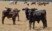  A free webinar will be held this Friday with insights for the red meat industry. Picture Mark Saunders.