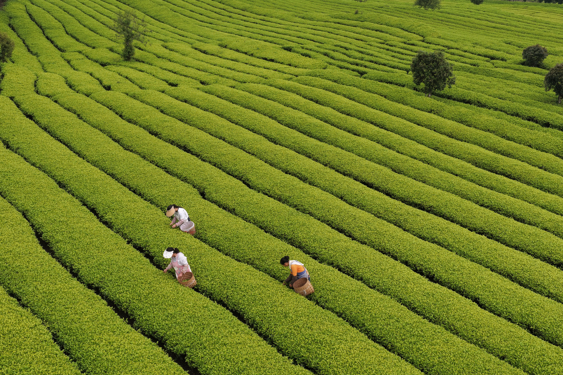#CHINA-GUYU-FARMING (CN)