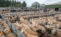 OPINION: Stepping into the rostrum made clear that the job is best left to the professionals