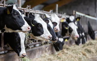 M&S invests £1m to tackle by dairy cow methane emissions