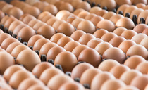 British egg producers urge fair trade rules as Ukrainian imports surge 