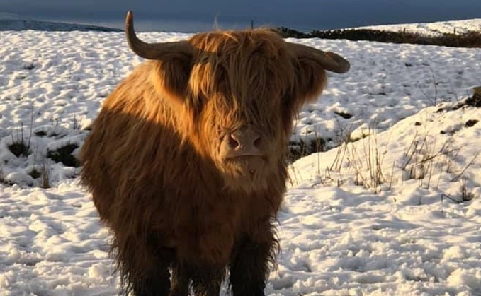 "We are very sad to have lost one of our beautiful Highland cows to Bluetongue at Spurn." (generic)