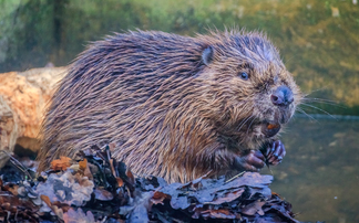 Beavers may soon be reintroduced in North Wales but what does this mean for farmers?