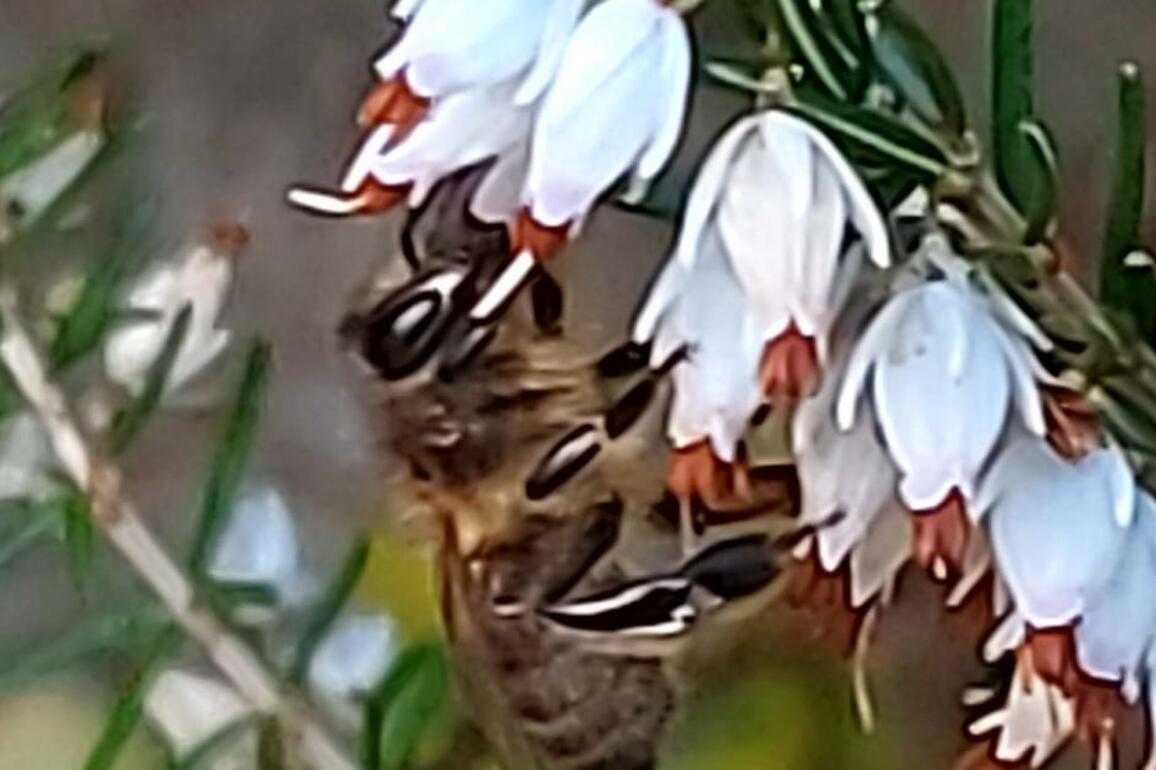 Colour in the gardens for bees