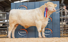 Hottbank Gold sets new Whitebred Shorthorn record