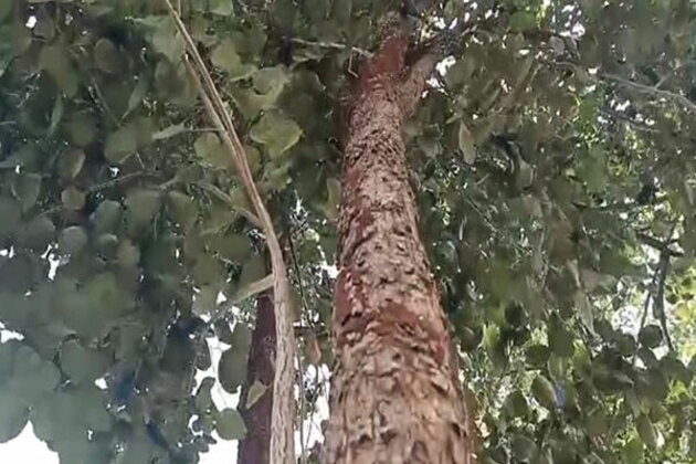 Odisha's Red sanders jungle loses thousands of trees in 33 Years, needs conservation efforts