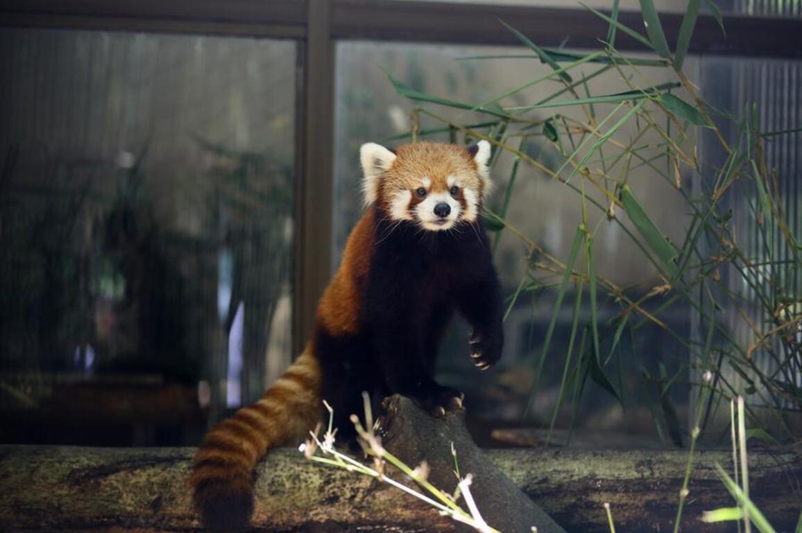 Endangered red pandas win hearts at Yangon Zoo in Myanmar