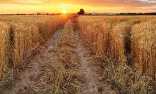 How to tackle this year's weed seed control