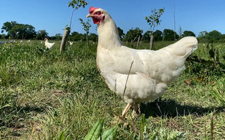 Egg industry responds to Sainsbury's white shell swap
