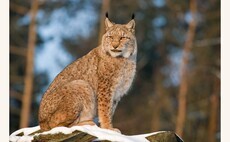 Lynx reintroduction supported in Scotland and Northern England, wildlife charity says