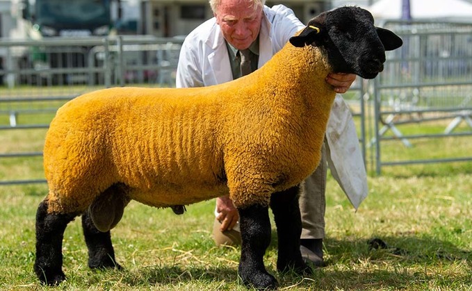 Suffolk takes top honours at Royal Cheshire show