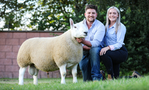 ROYAL WELSH SHOW: Young breeders buckle up for Royal Welsh Show  