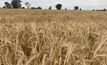 Grain growers in Western Australia should be on alert for wheat powdery mildew following the detection of a gateway mutation. 